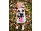 Adopt Fraser a Tricolor (Tan/Brown & Black & White) Labrador Retriever / Hound