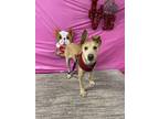 Adopt Dixie a Brown/Chocolate Labrador Retriever / Mixed Breed (Medium) / Mixed