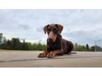 Adopt Bruno (Located in CALGARY, AB) a Red/Golden/Orange/Chestnut Doberman