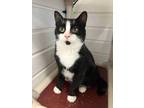 Adopt Professor Jiggles a Black & White or Tuxedo Domestic Shorthair / Mixed