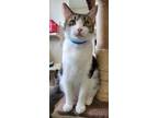 Adopt Thomas a Domestic Shorthair / Mixed (short coat) cat in Fremont