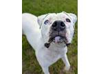 Adopt Beulah a Catahoula Leopard Dog / Labrador Retriever / Mixed dog in Ocala