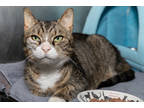 Adopt Piccollo a White Domestic Shorthair / Mixed Breed (Medium) / Mixed (short