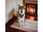 Adopt Pierre a White - with Gray or Silver Alaskan Malamute / Mixed dog in