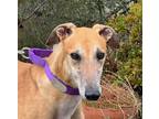 Adopt Maxie a Red/Golden/Orange/Chestnut Greyhound / Mixed dog in El Cajon