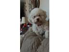Adopt Tootsie fka Muffy a White Maltipoo / Mixed dog in Union Grove