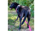 Adopt Boss Mama a Labrador Retriever / Hound (Unknown Type) / Mixed dog in St.