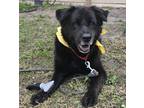 Adopt SHALLOW a Black Mixed Breed (Small) / Mixed Breed (Medium) / Mixed (short
