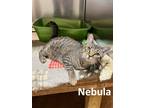 Adopt Nebula a Gray, Blue or Silver Tabby Domestic Shorthair / Mixed (short