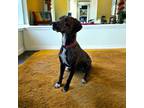 Adopt Gibson a Brindle Plott Hound / Mixed Breed (Medium) / Mixed (short coat)