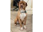 Adopt Jaxson a Brown/Chocolate Labrador Retriever / Mixed Breed (Medium) / Mixed