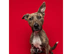 Adopt REN a Brindle Mixed Breed (Small) / Mixed Breed (Medium) / Mixed (short