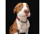 Adopt HARPER a Brown/Chocolate Mixed Breed (Small) / Mixed Breed (Medium) /