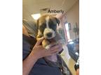 Adopt Amberly (MM) a Greyhound dog in San Angelo, TX (40588117)