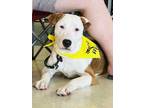 Adopt Alice (MM) a Greyhound dog in San Angelo, TX (40588116)