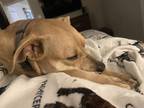 Adopt Girly Girl a Tan/Yellow/Fawn Pit Bull Terrier / Mixed dog in Pattison