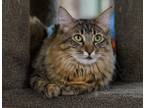 Adopt Bela a Gray, Blue or Silver Tabby Domestic Mediumhair (medium coat) cat in