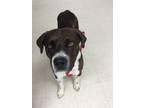 Adopt Jessie a Brindle - with White English Mastiff / Mixed dog in Lebanon