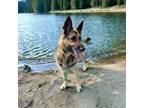 Adopt Jane a Black Shepherd (Unknown Type) / Mixed Breed (Medium) / Mixed (short