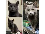 Adopt Rayne a Gray or Blue Domestic Shorthair / Mixed Breed (Medium) / Mixed