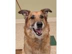 Adopt Preston a Brown/Chocolate German Shepherd Dog / Mixed Breed (Medium) /