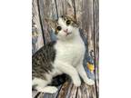 Adopt Antonella a Brown Tabby Domestic Shorthair / Mixed Breed (Medium) / Mixed