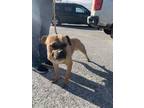 Adopt Benny a Brindle American Staffordshire Terrier / Mixed Breed (Medium) /