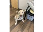 Adopt Daisy a Brindle Labrador Retriever / Mixed Breed (Medium) / Mixed (short