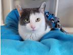 Adopt Dasher a Gray or Blue Domestic Shorthair / Mixed Breed (Medium) / Mixed
