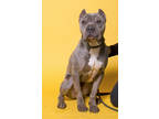 Adopt Brutus a Black American Pit Bull Terrier / Mixed Breed (Medium) / Mixed