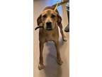 Adopt Libby a Brindle Rhodesian Ridgeback / Mixed Breed (Medium) / Mixed (short