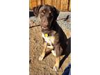 Adopt Arwen a Brown/Chocolate - with White German Pinscher / Belgian Malinois /