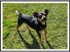 Adopt TOBY a Black - with Brown, Red, Golden, Orange or Chestnut Rottweiler /