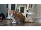Adopt Fred a Orange or Red Tabby Domestic Shorthair (short coat) cat in