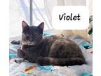 Adopt Violet a Tortoiseshell Domestic Shorthair (short coat) cat in Toms River