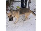 Adopt Sadie a German Shepherd Dog / Mixed dog in El Dorado, AR (40585992)
