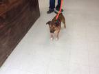 Adopt Gunnar a Brown/Chocolate - with Black Beagle / Labrador Retriever / Mixed