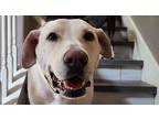 Adopt Lexington a Tan/Yellow/Fawn Labrador Retriever / Mixed dog in Vanvouver