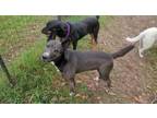 Adopt Barkley a Black - with White Cattle Dog / Border Collie / Mixed dog in