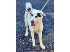 Adopt Cassiopeia a Siberian Husky / Shepherd (Unknown Type) / Mixed dog in