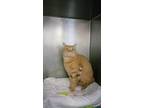 Adopt Simba/Janjo a Domestic Shorthair / Mixed (short coat) cat in PAHRUMP