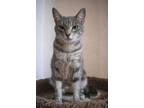 Adopt Mara a Gray, Blue or Silver Tabby American Shorthair (short coat) cat in