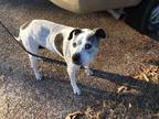 Adopt Truce a White - with Black Blue Heeler / Labrador Retriever / Mixed dog in