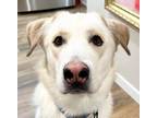 Adopt Duke a White Siberian Husky / Great Pyrenees / Mixed dog in Boise