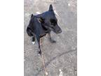 Adopt Panda a Labrador Retriever / Shepherd (Unknown Type) / Mixed dog in