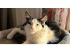 Adopt Petya a White Ragdoll / Mixed (long coat) cat in Anaheim, CA (40575214)