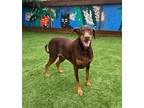 Adopt Finn a Red/Golden/Orange/Chestnut Doberman Pinscher / Mixed dog in