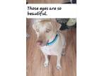 Adopt Nubby a Labrador Retriever / Weimaraner dog in Palatine, IL (40582805)