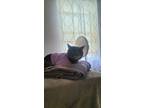 Adopt Tina a Gray, Blue or Silver Tabby American Bobtail / Mixed (short coat)