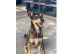 Adopt Lola a Black - with Tan, Yellow or Fawn Doberman Pinscher dog in Tampa